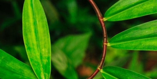 photo of leaf by Zoltan Nemes-Nagy